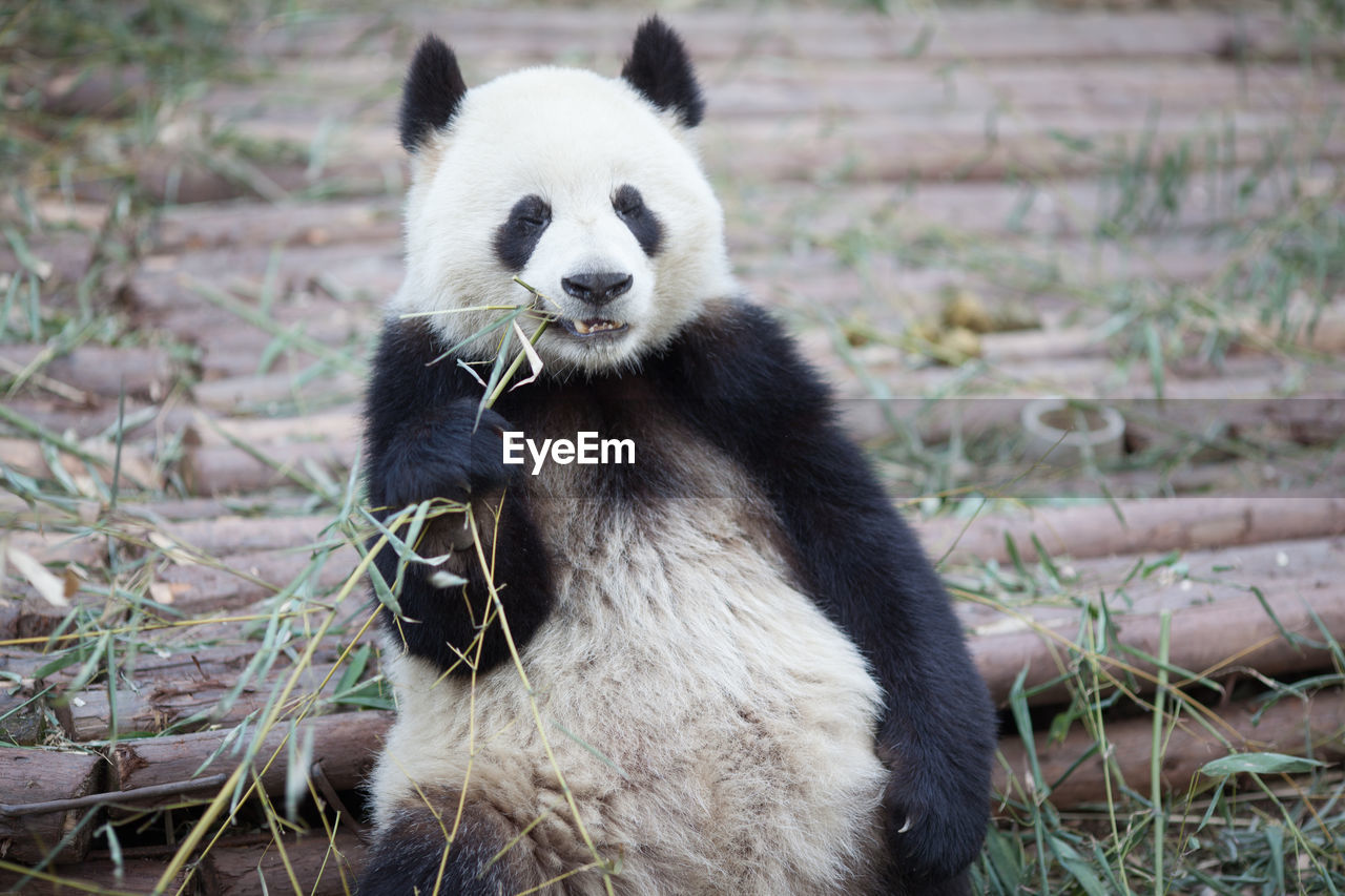 Cute panda eating plant in zoo