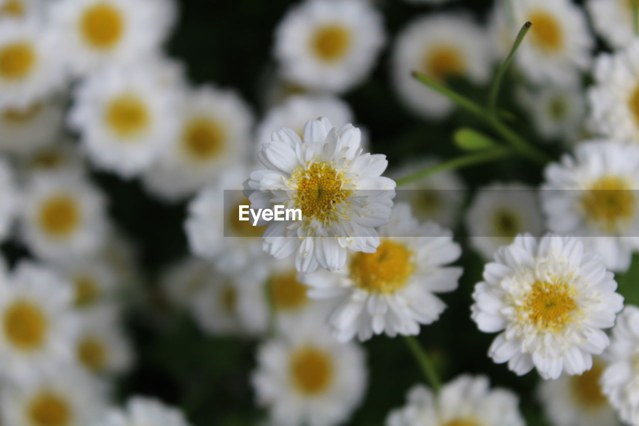 Close-up of white daisy flowers