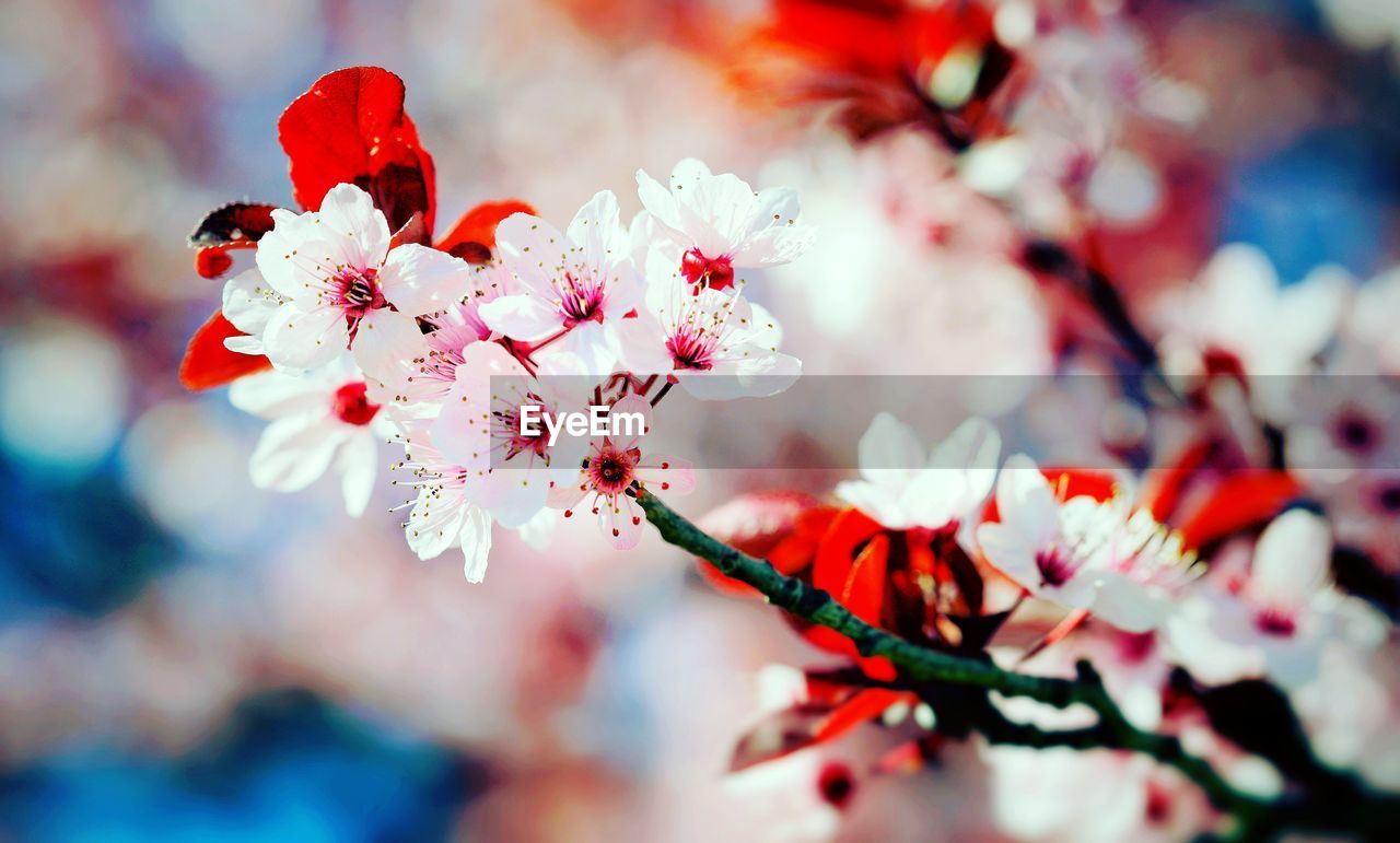 Close-up of red flowers on plant