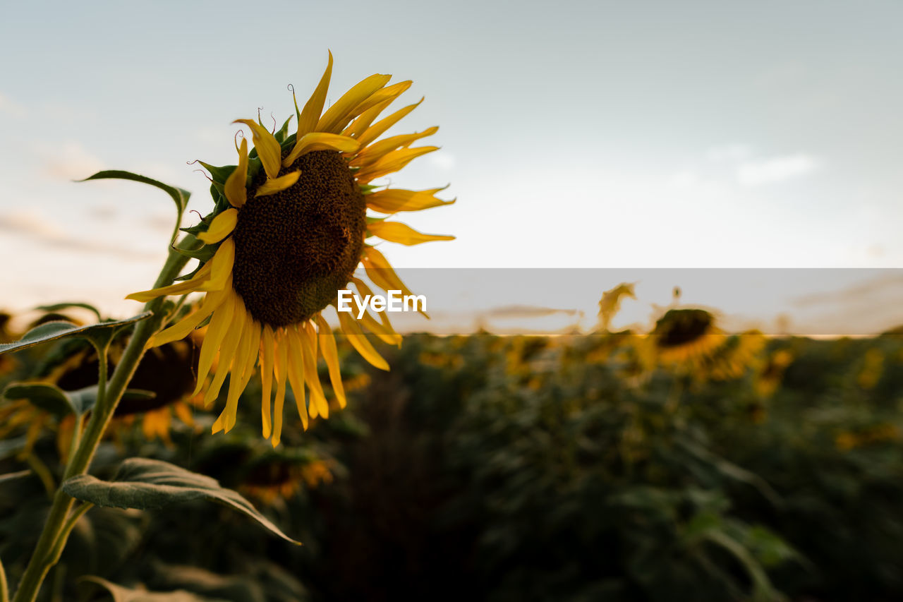 Sunflower field golden hour