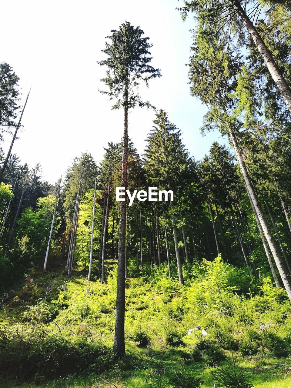 TREES GROWING IN FOREST AGAINST SKY