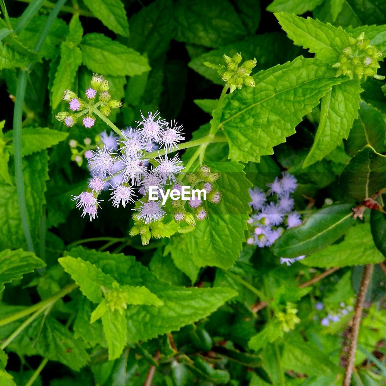 CLOSE-UP OF PURPLE FLOWERS