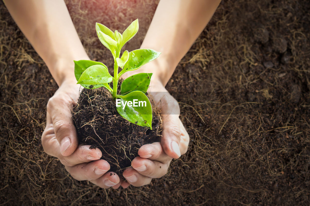 HIGH ANGLE VIEW OF WOMAN HOLDING PLANTS