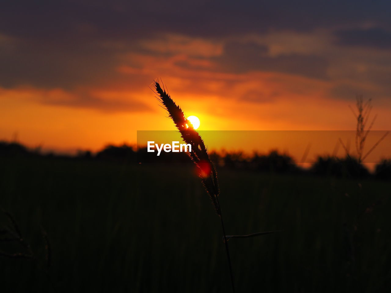 Close-up of silhouette plant on field against orange sky