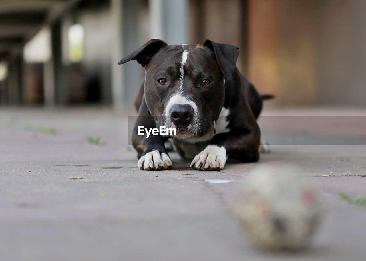 Portrait of dog relaxing on floor