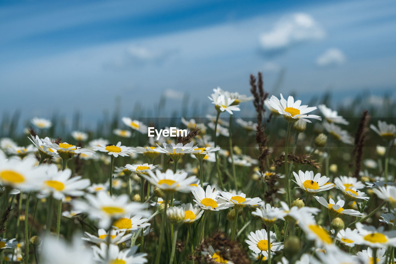 CLOSE-UP OF DAISY FLOWERS GROWING ON FIELD