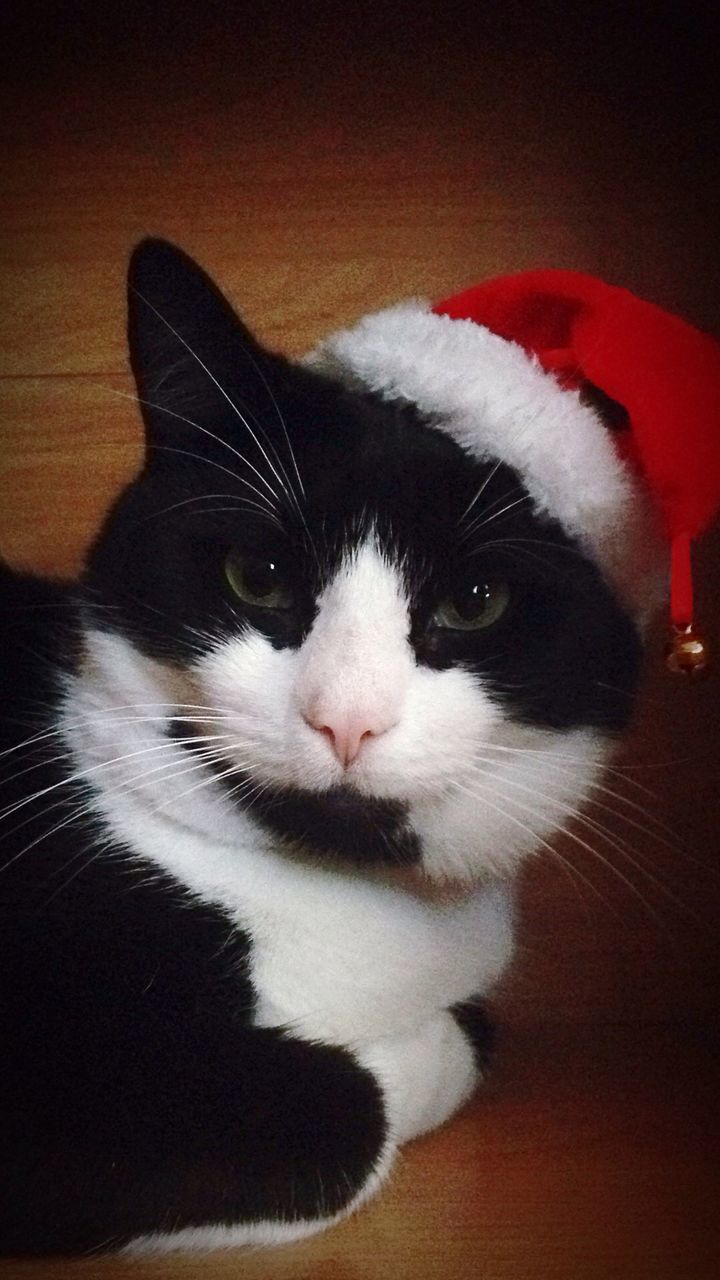 CLOSE-UP PORTRAIT OF CAT