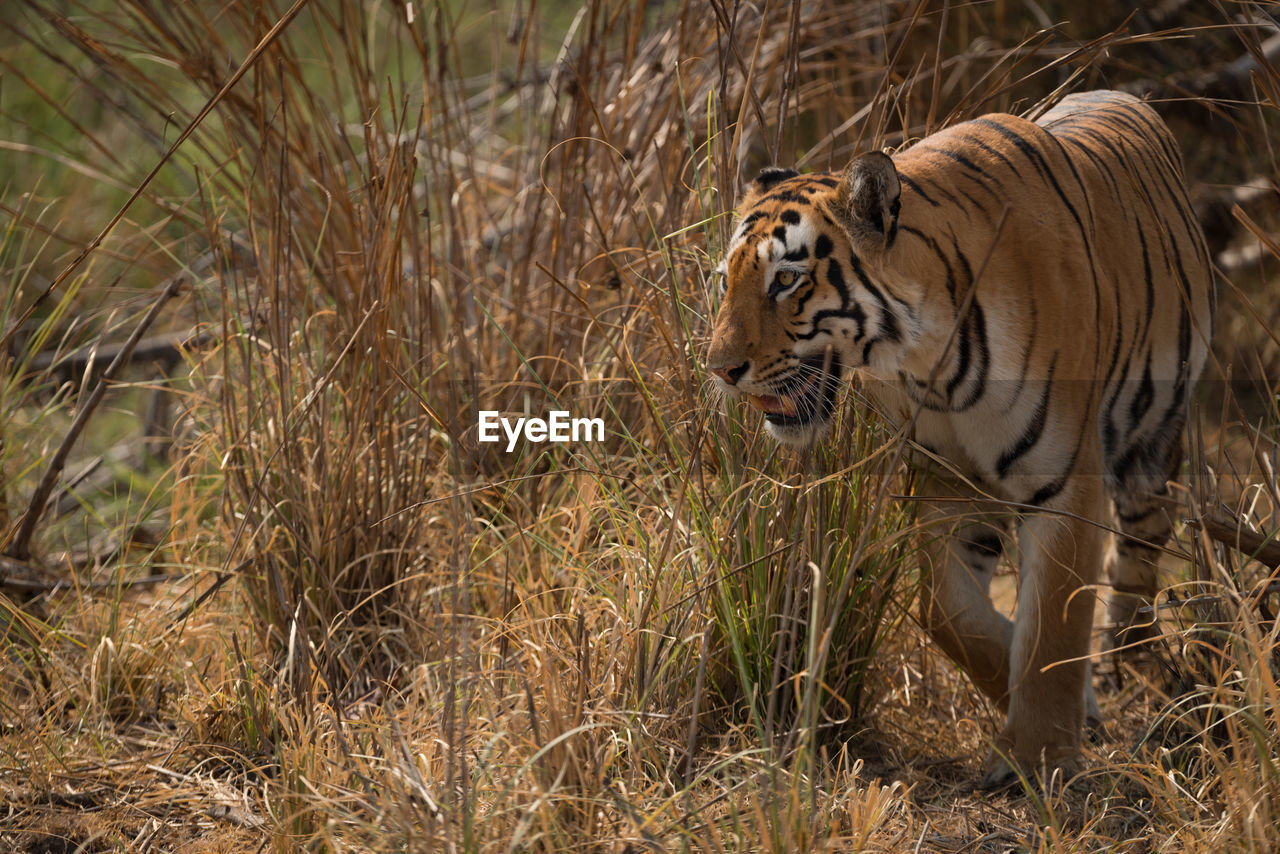 Tiger walking on land