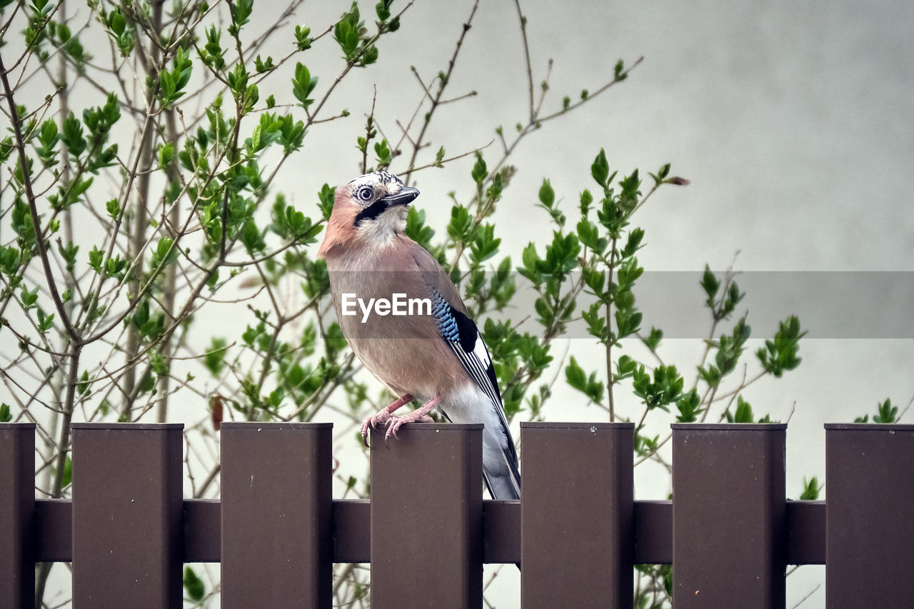 BIRDS PERCHING ON A FENCE