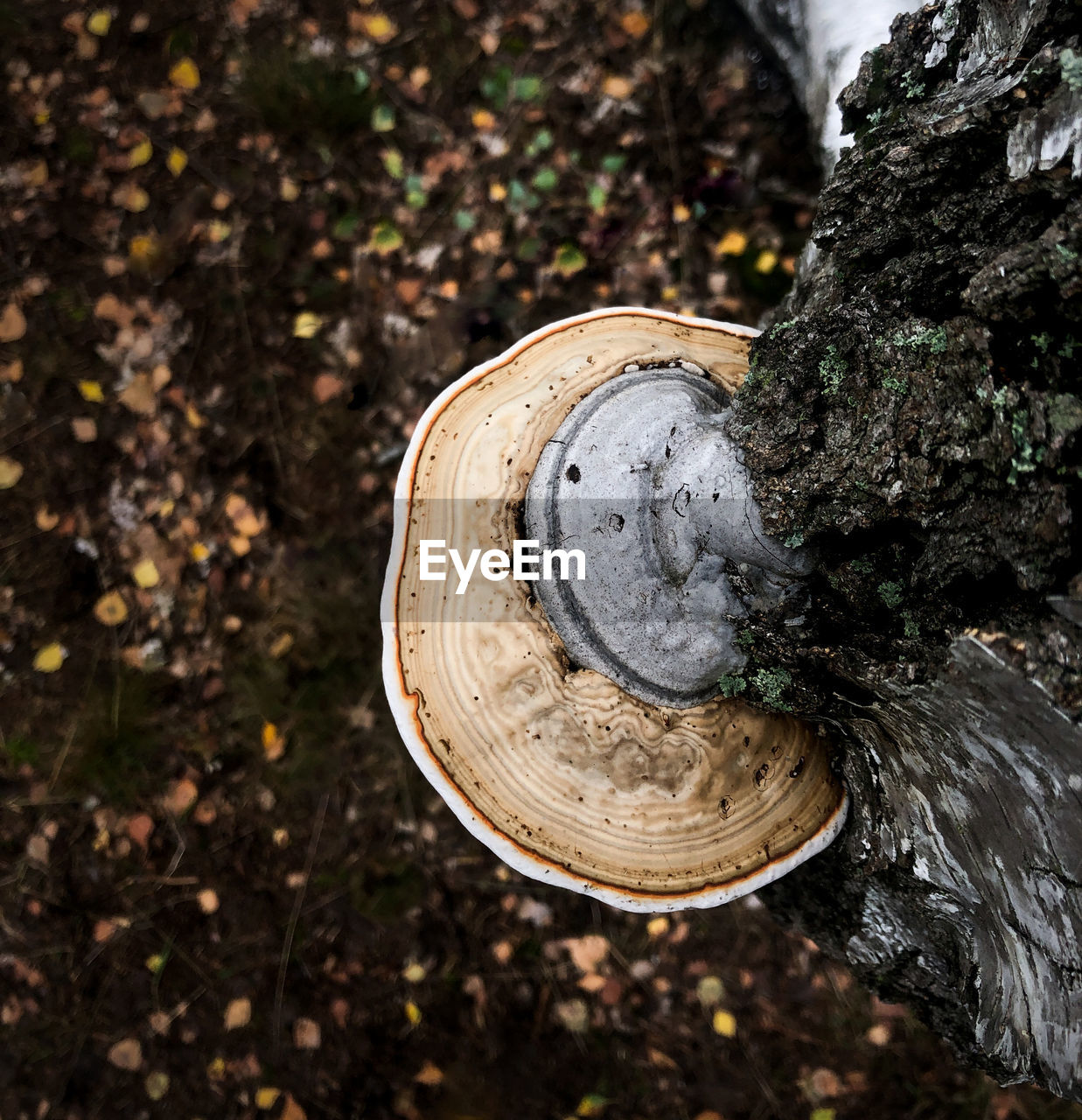 CLOSE-UP OF MUSHROOM ON TREE TRUNK