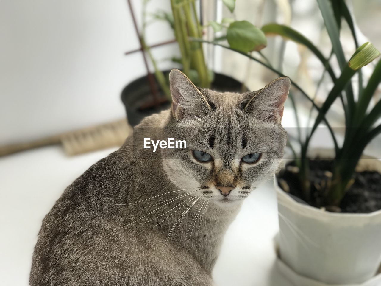 CLOSE-UP PORTRAIT OF A CAT LOOKING UP