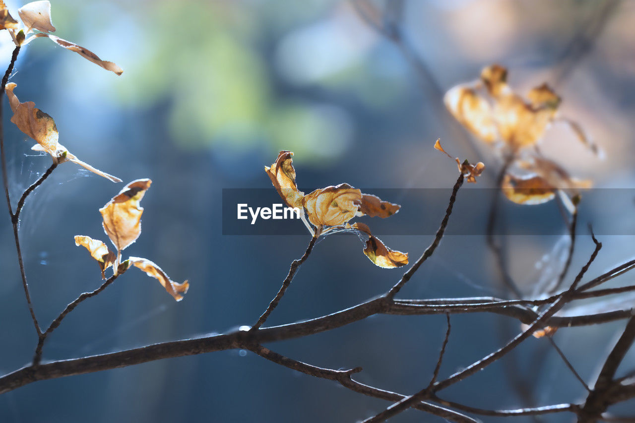 branch, nature, flower, tree, plant, leaf, twig, animal, spring, animal wildlife, animal themes, no people, bird, beauty in nature, focus on foreground, blossom, outdoors, close-up, macro photography, autumn, wildlife, day, winter, food, selective focus, plant stem, plant part