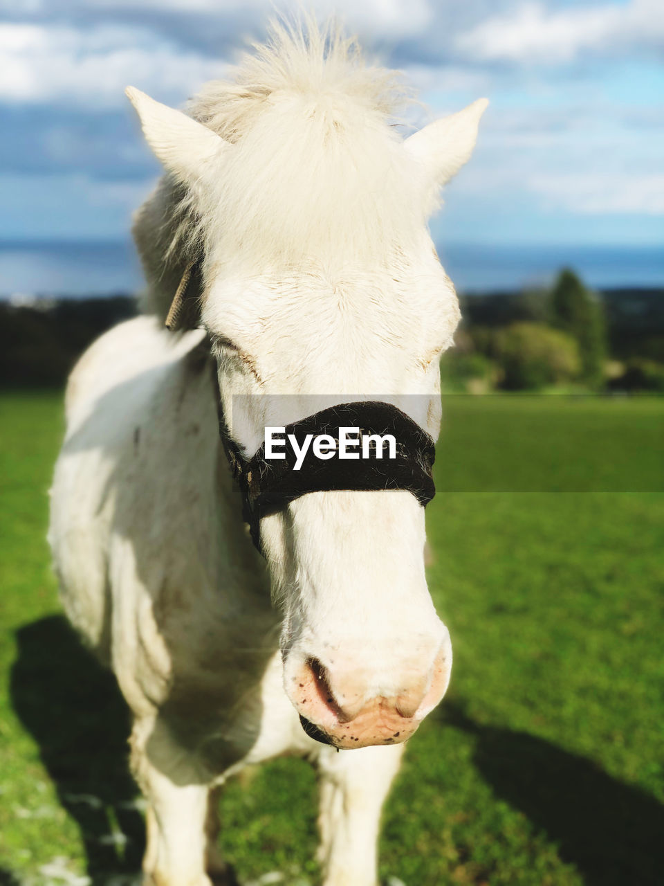 close-up of horse on field against sky