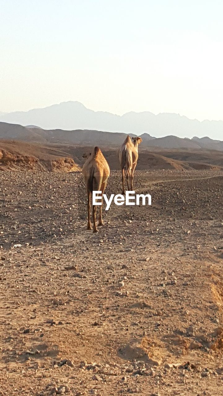 Camels on landscape against sky