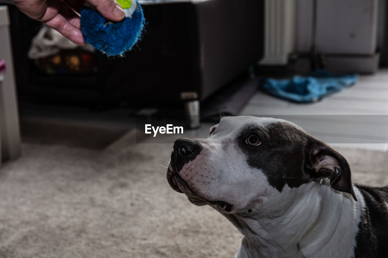 CLOSE-UP OF DOG WITH HAND IN HOME
