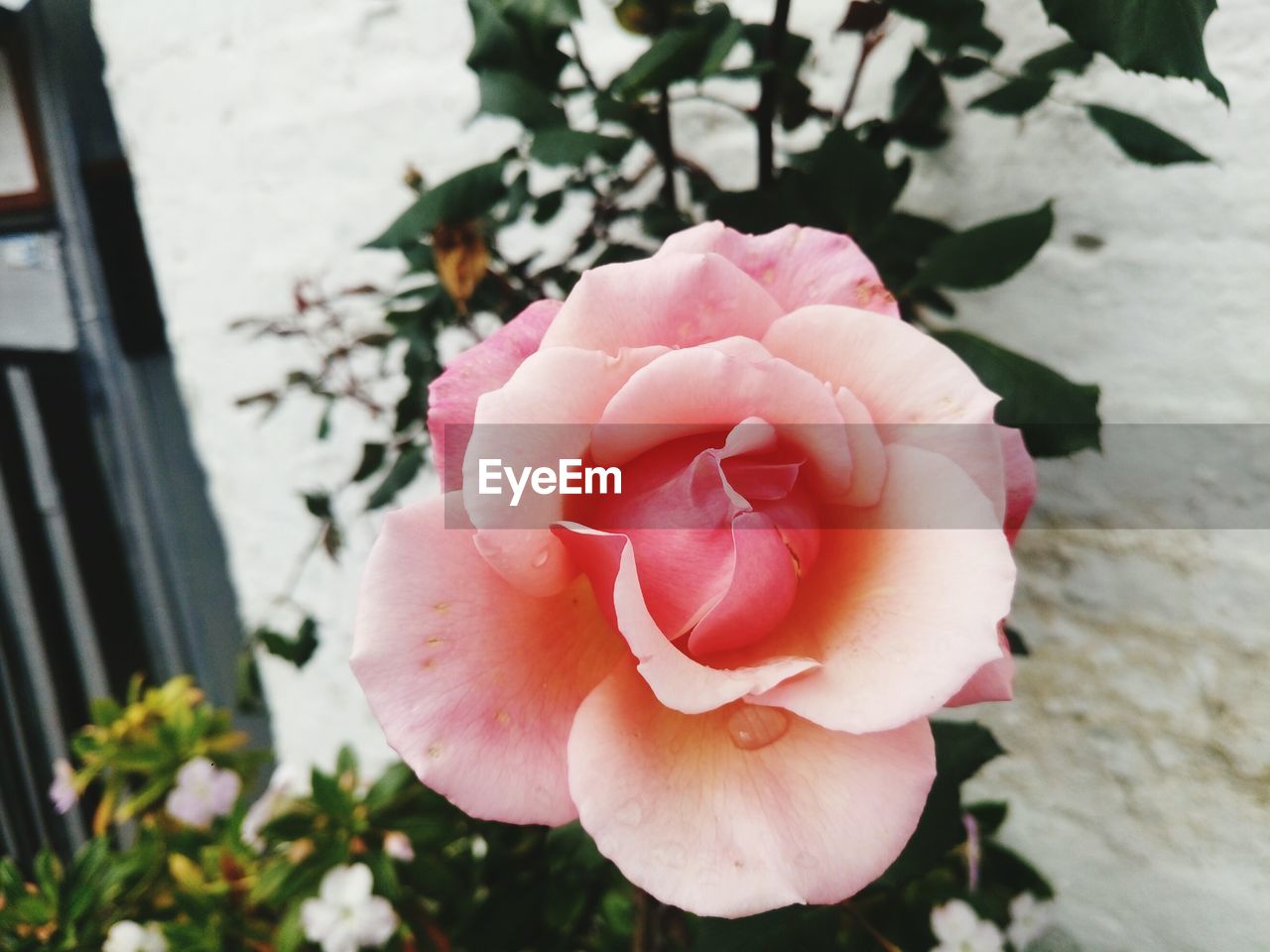 flower, petal, rose - flower, nature, flower head, beauty in nature, pink color, fragility, close-up, wild rose, no people, blooming, freshness, plant, outdoors, day, growth