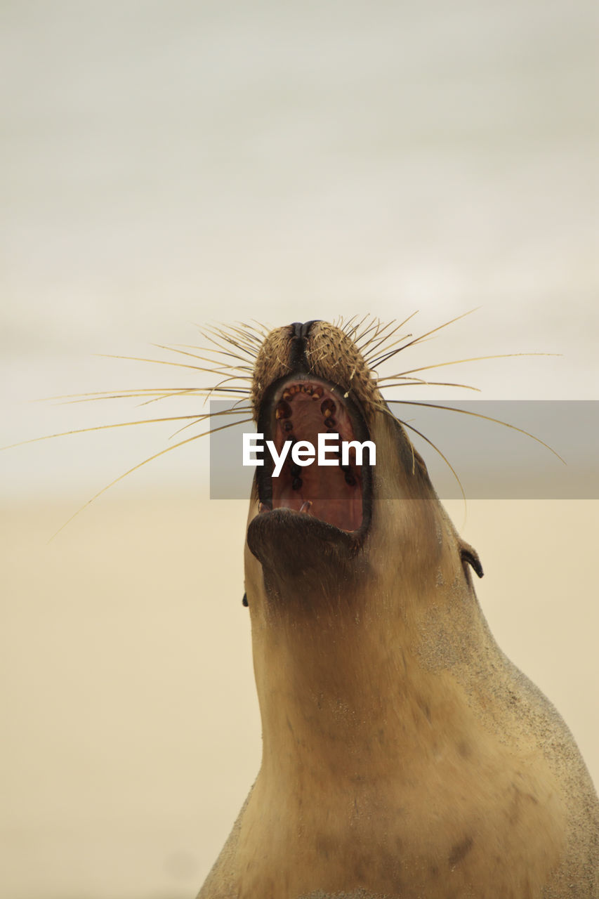 Close-up of seal yawning at beach