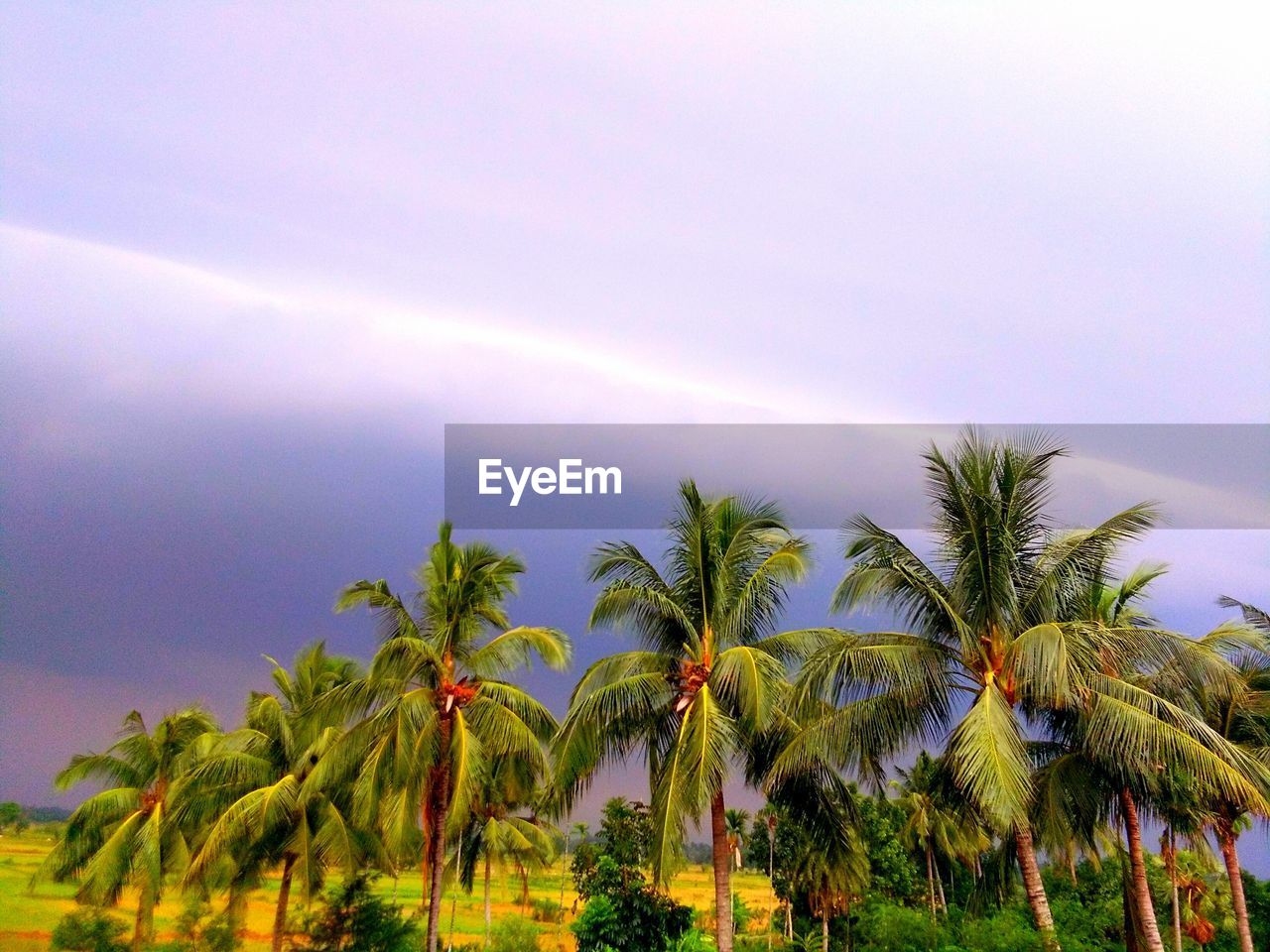 SCENIC VIEW OF RAINBOW OVER TREES AGAINST SKY