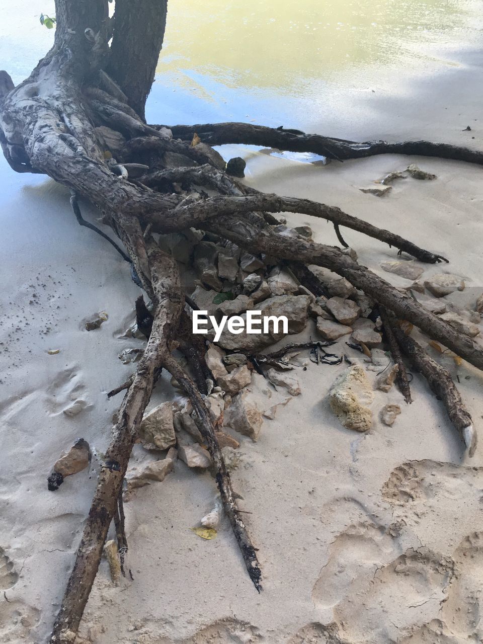 CLOSE-UP OF LIZARD ON BEACH