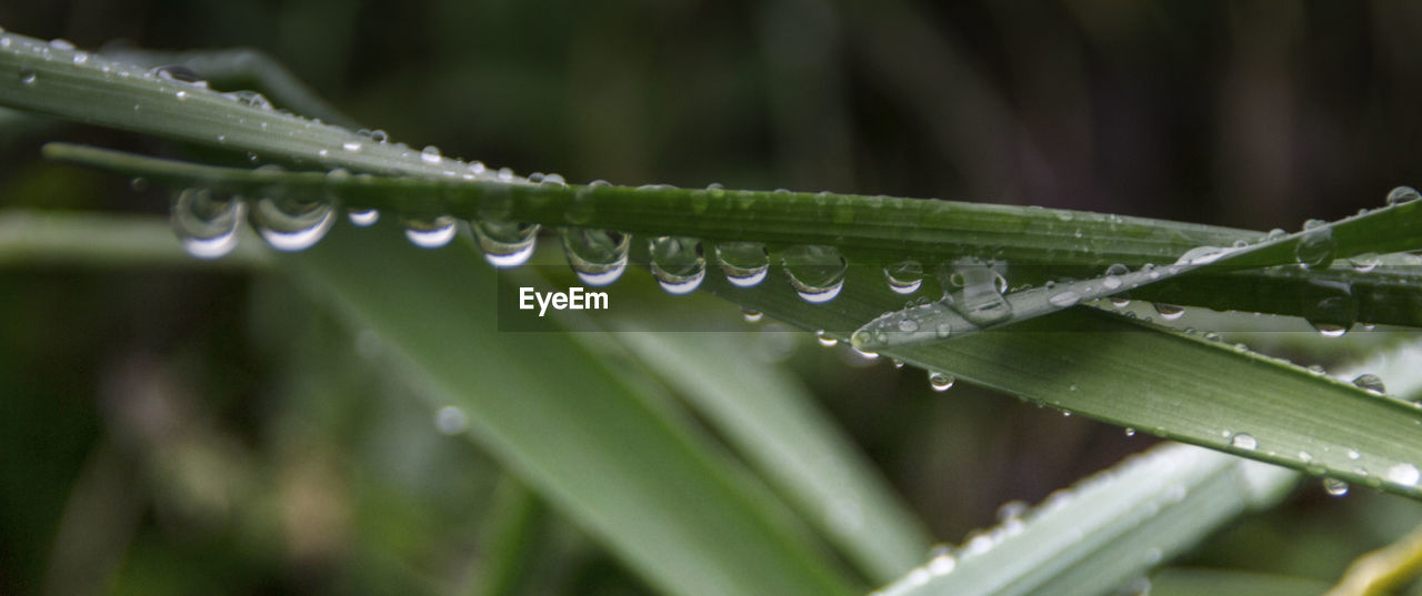 Close-up of water drops on leaf