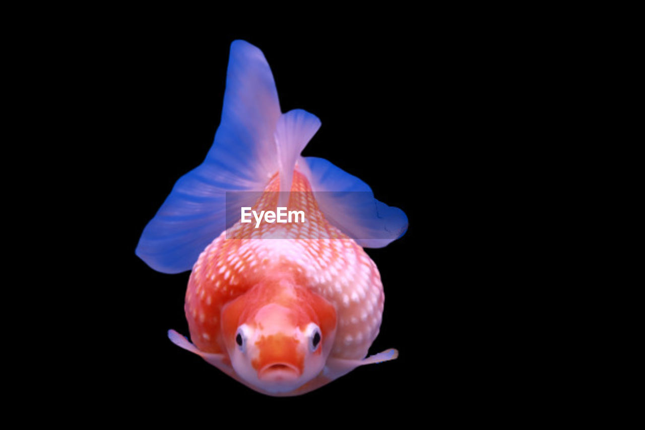 Fish Goldfish Fish On Black Background Fishbowl Fish Tank Tortoiseshell Cat Tail Fin Aquarium Animal Fin Deep Confined Space Animals In Captivity Jellyfish Dolphin Aquatic Mammal Stingray Water Plant Saltwater Fish Whisker School Of Fish Clown Fish Zoo Seal - Animal