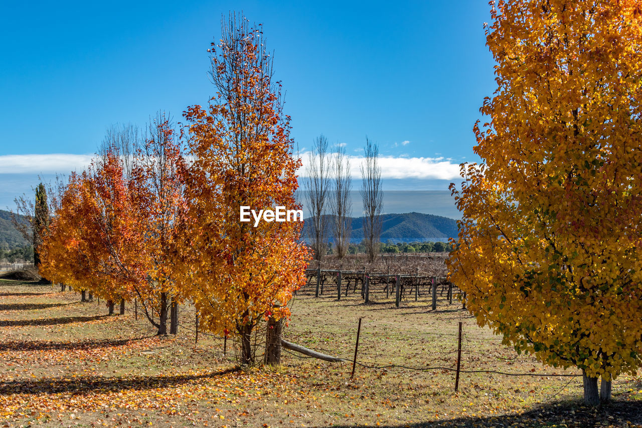 Trees on field against sky during autumn