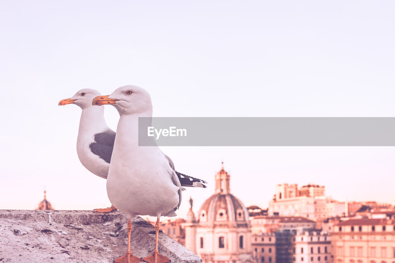 SEAGULL PERCHING ON A MAN