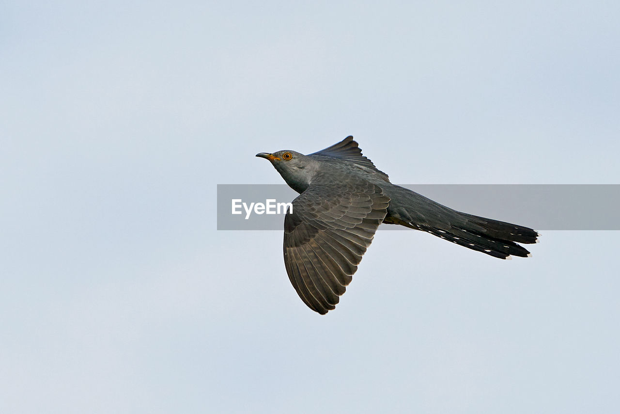 LOW ANGLE VIEW OF EAGLE FLYING