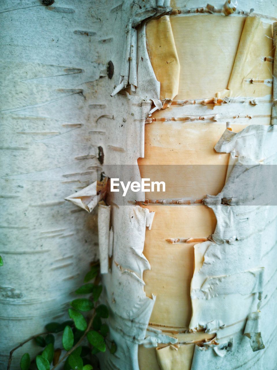 CLOSE-UP OF WEATHERED TREE TRUNK