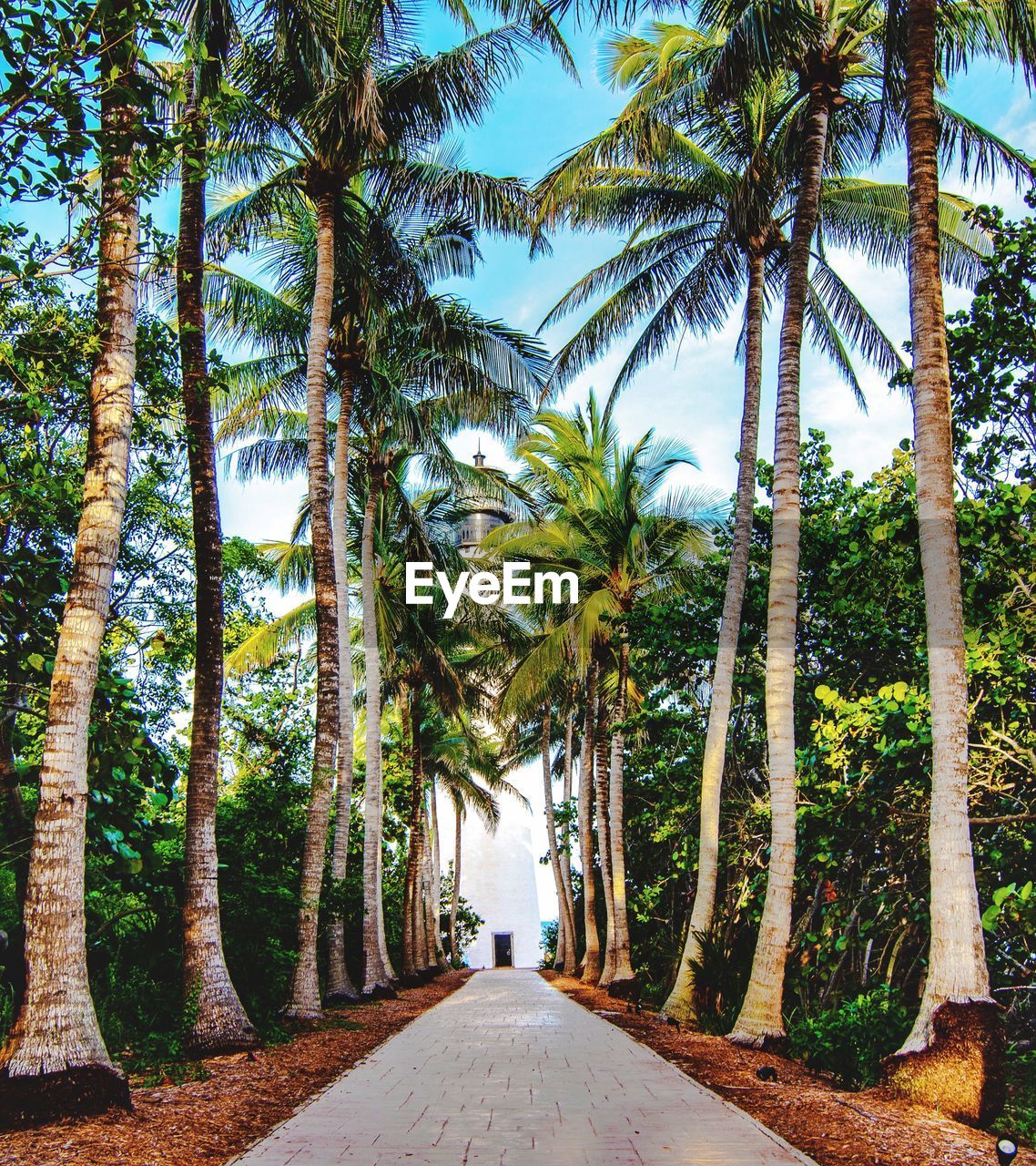 Road amidst trees against sky