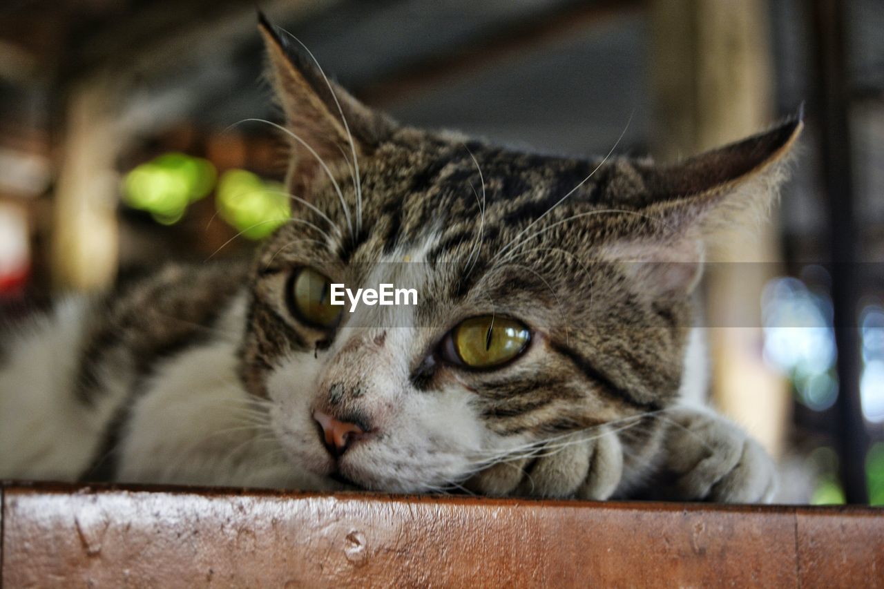 CLOSE-UP PORTRAIT OF CAT ON FLOOR