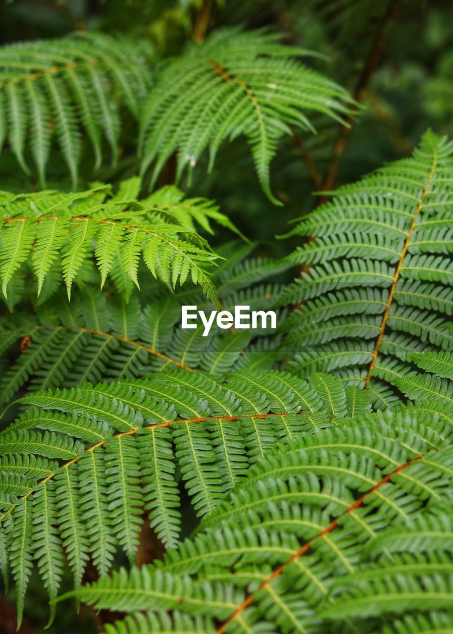 Close-up of fern leaves