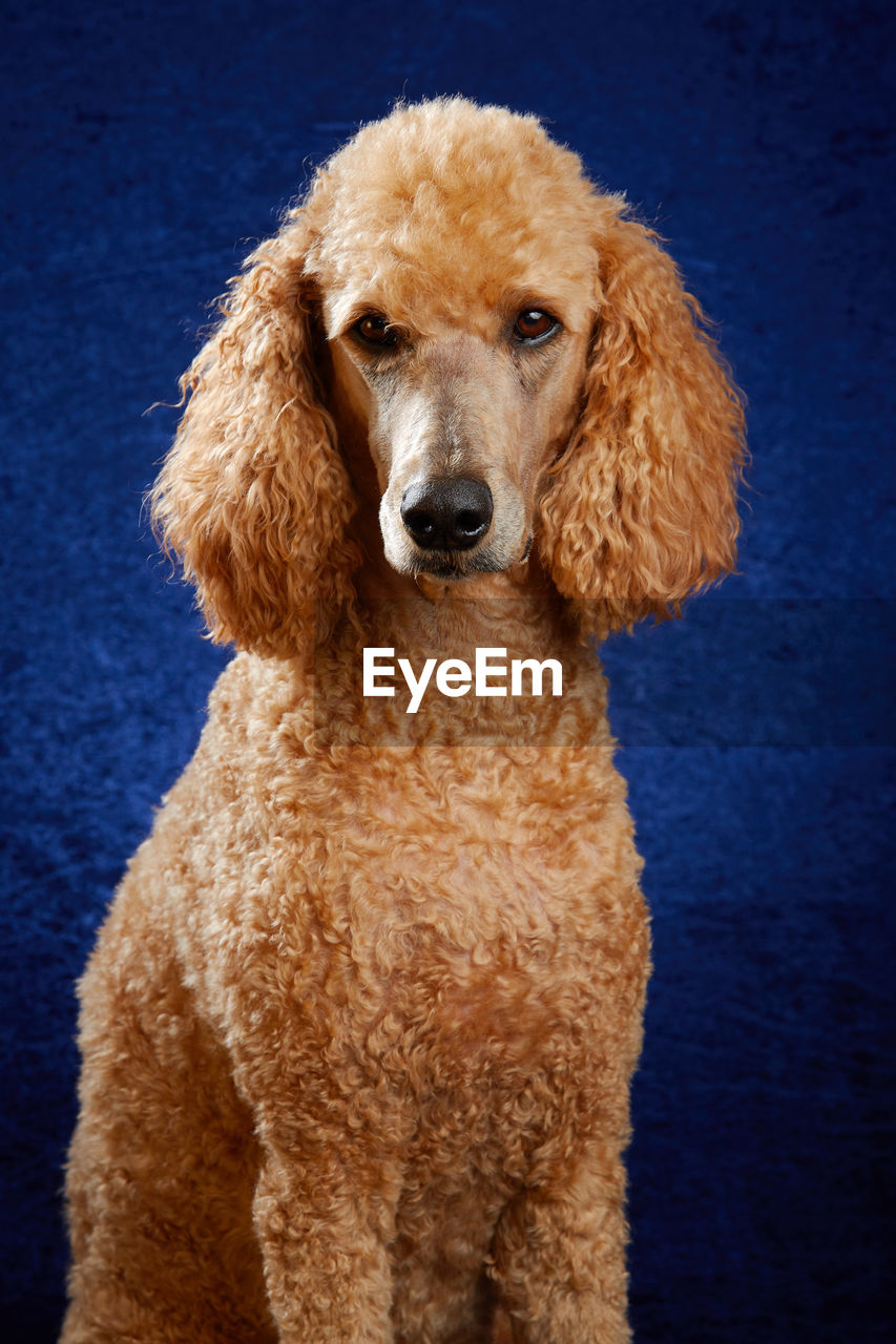 Portrait of standard poodle against blue background