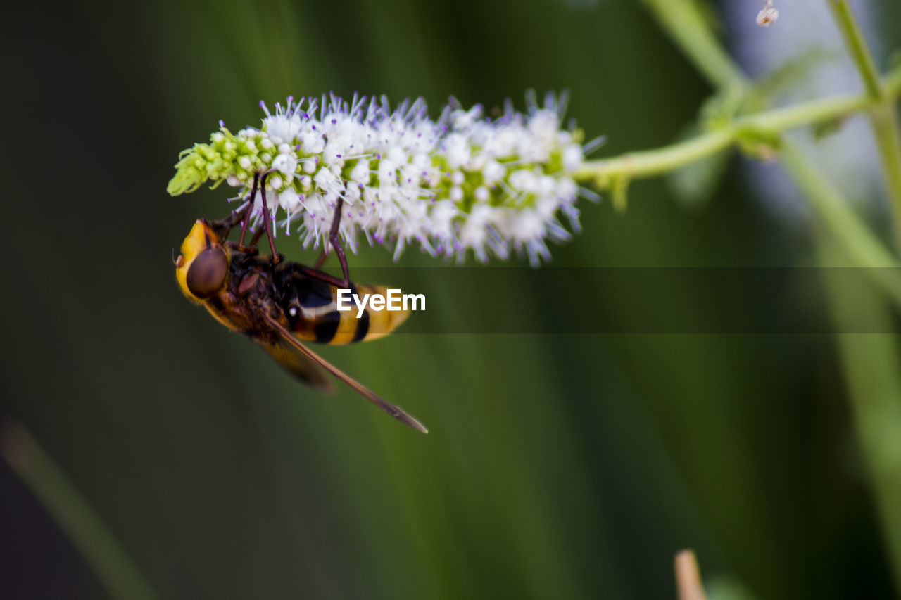 Close-up of bee on flower