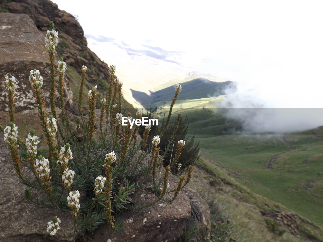 PANORAMIC VIEW OF LANDSCAPE