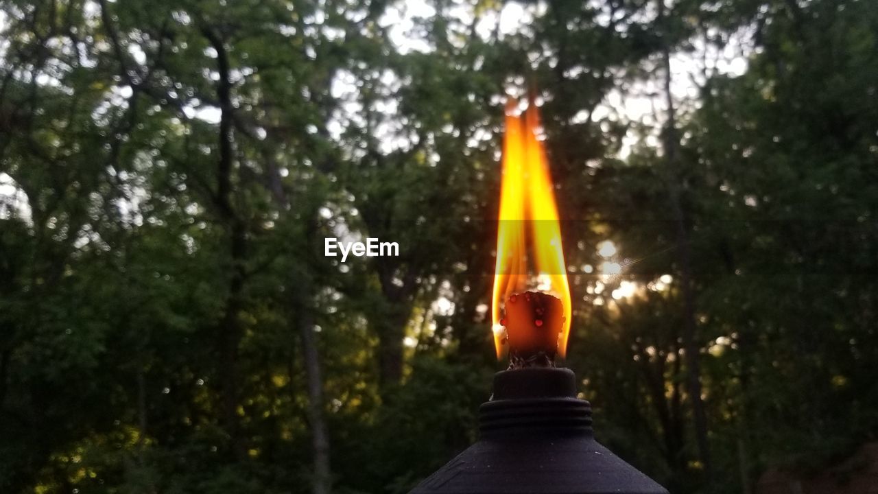 CLOSE-UP OF LIT TEA LIGHT CANDLE ON TREES IN FOREST