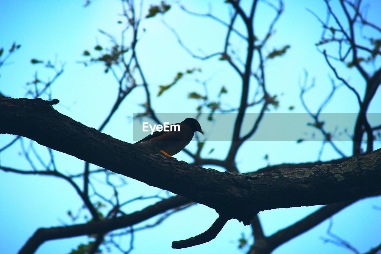 LOW ANGLE VIEW OF SILHOUETTE BIRD PERCHING ON BRANCH