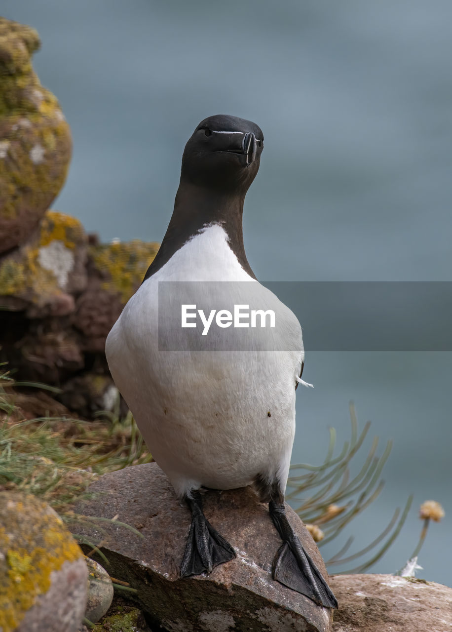 BIRD PERCHING ON ROCK