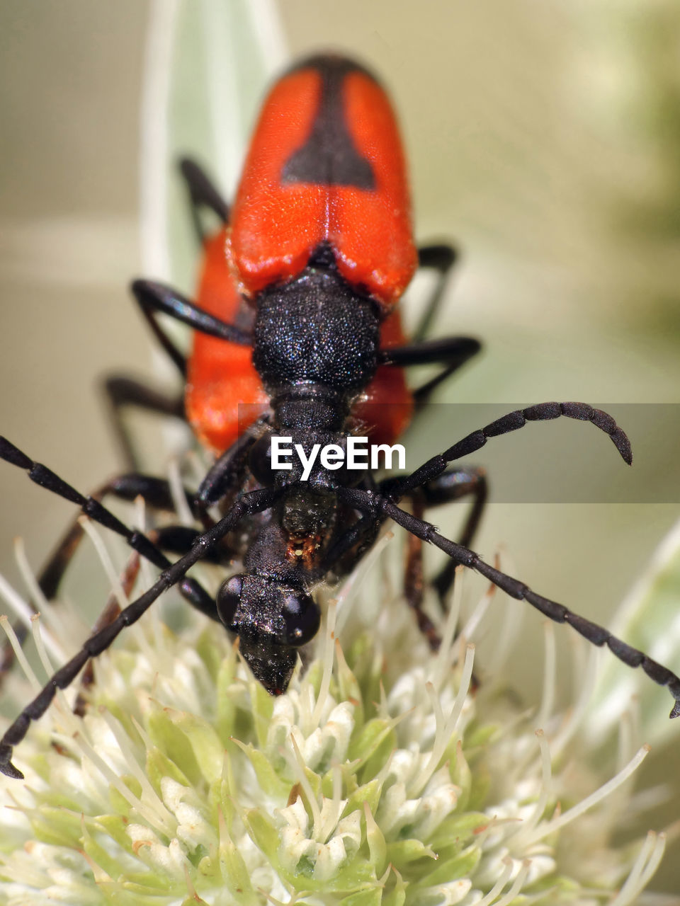 CLOSE-UP OF INSECTS ON PLANT