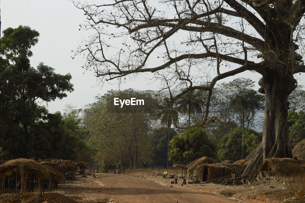 TREES ON FIELD IN FOREST