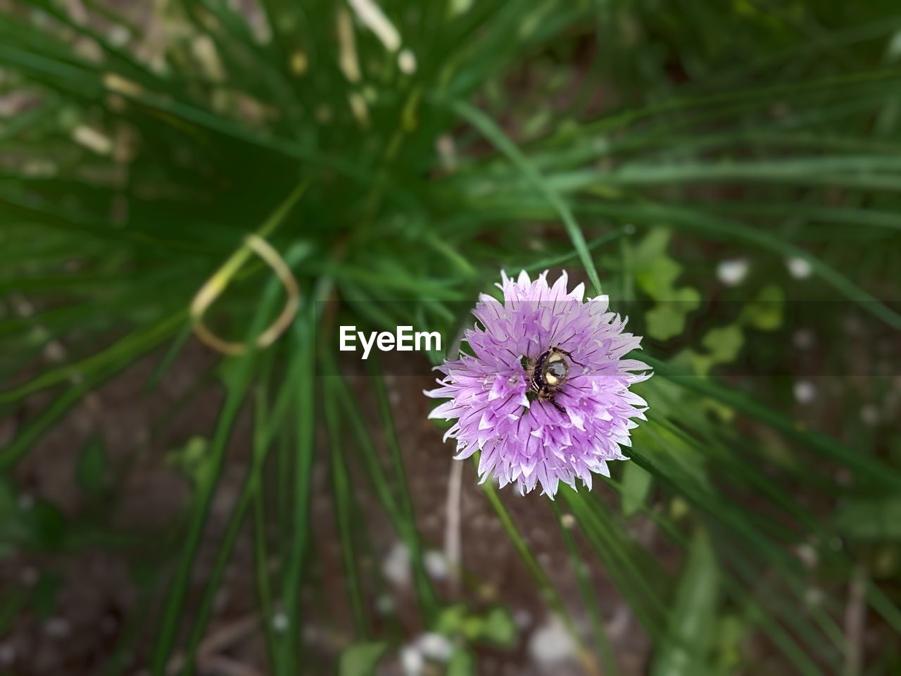 Close-up of purple flower blooming outdoors