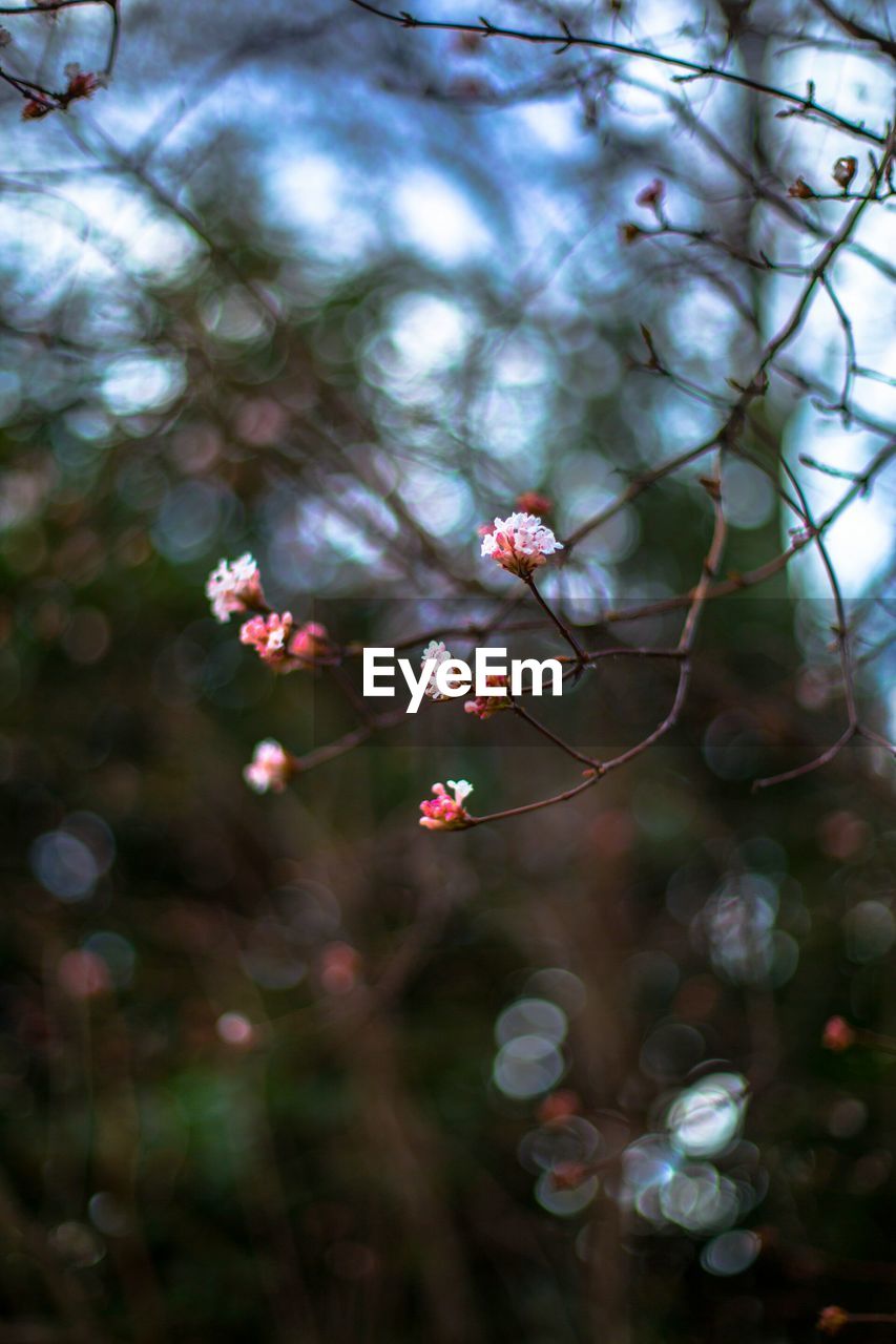 CLOSE-UP OF PINK FLOWER ON BRANCH