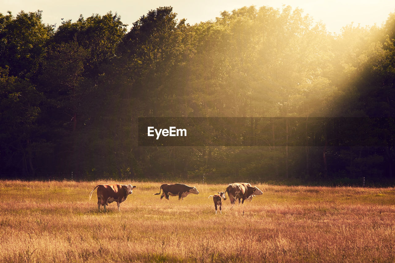 Cows walking on field at farm during sunny day