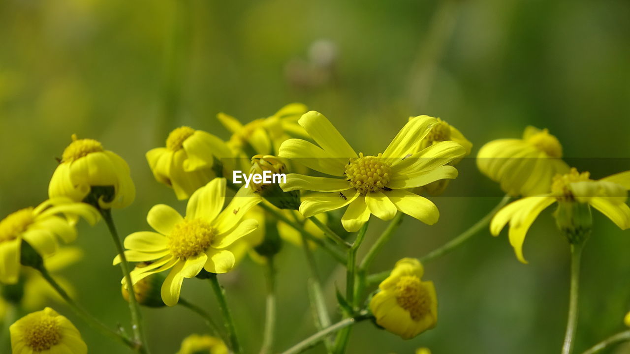 Close-up of yellow flowering plant