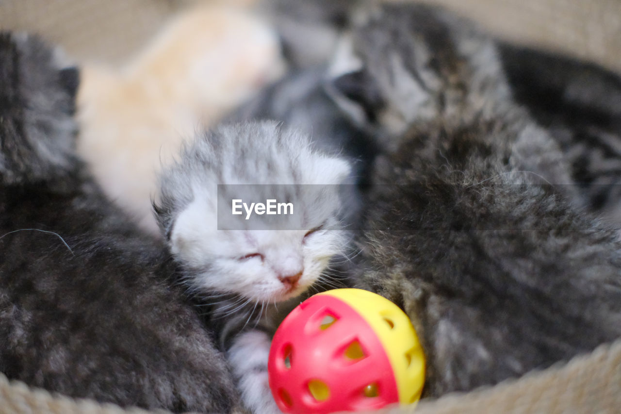 pet, animal, mammal, animal themes, cat, domestic cat, domestic animals, feline, kitten, relaxation, one animal, small to medium-sized cats, whiskers, young animal, felidae, sleeping, no people, cute, indoors, toy, close-up, lying down, animal body part, ball, animal hair, eyes closed, fun