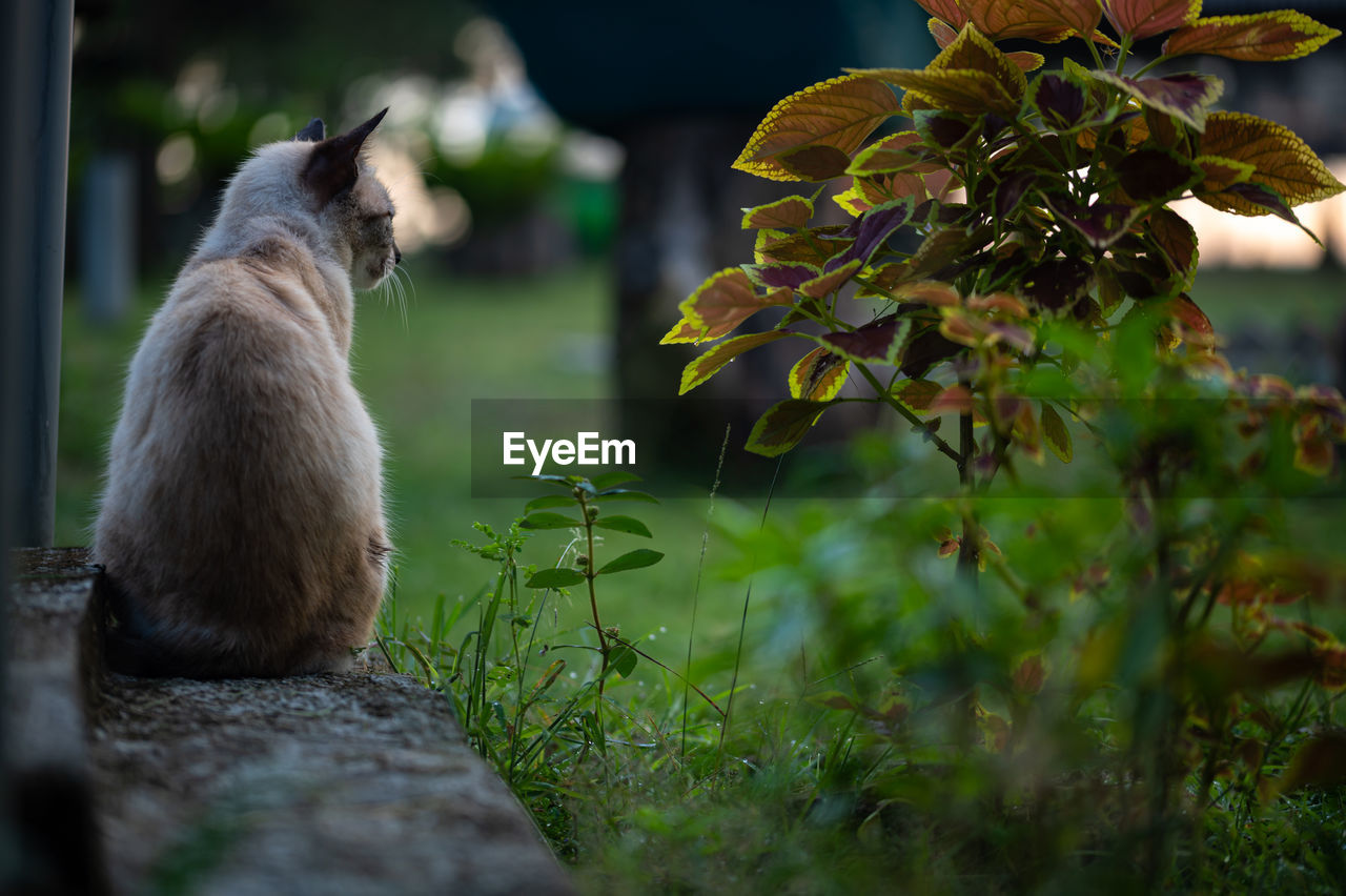 animal, animal themes, mammal, nature, one animal, cat, green, plant, wildlife, pet, domestic animals, flower, animal wildlife, no people, sitting, feline, outdoors, selective focus, looking, domestic cat, tree, autumn, leaf, branch, plant part