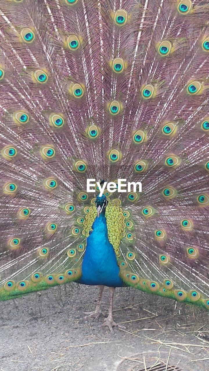 Close-up of peacock