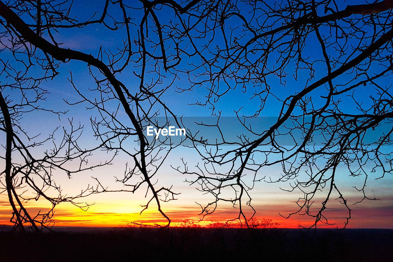 SILHOUETTE OF BARE TREE DURING SUNSET