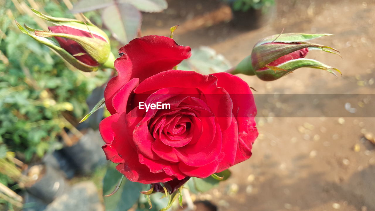 CLOSE-UP OF RED ROSES BLOOMING OUTDOORS