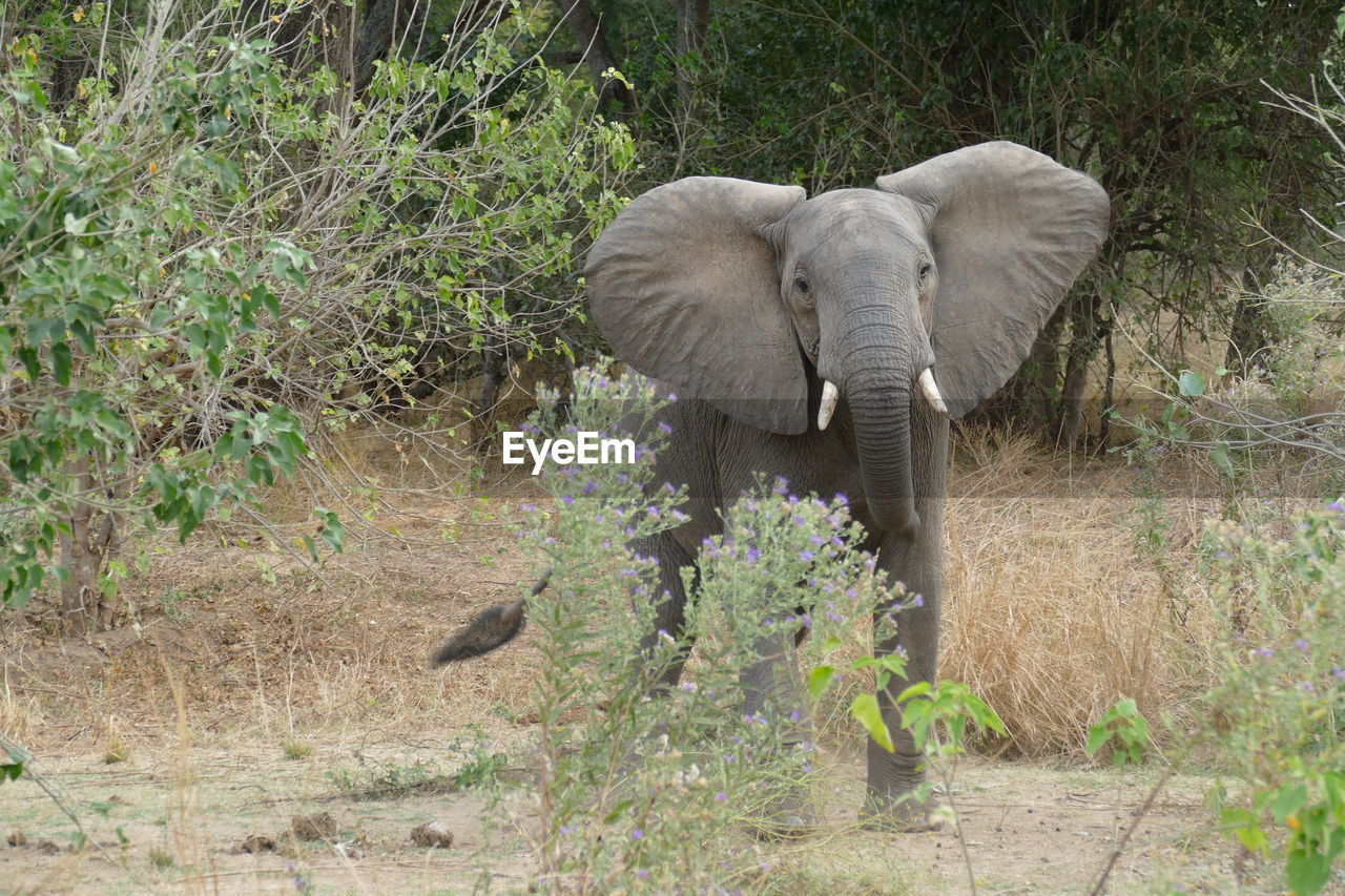 ELEPHANT IN FOREST